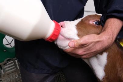 Amasya’da pilot uygulama başladı: Süt ineklerinden etçi buzağı üretilecek