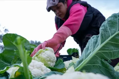 Çiftçilere bugün toplamda 226,7 milyon lira destek ödemesi yapılıyor