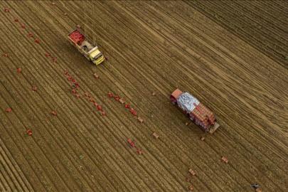 Tarım üreticilerin fiyatları yılda yüzde 36,01 arttı