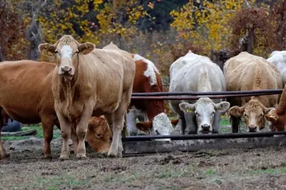 Yem sanayicileri fiyatları, Ramazan sonuna kadar sabit tutacak