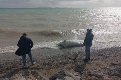 Çanakkale'de ölü yunus sahile vurdu