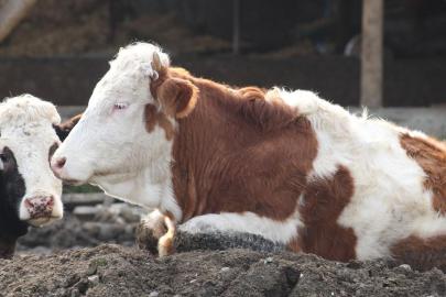 Güney Afrika'da şap salgını nedeniyle ulusal afet hali ilan edildi