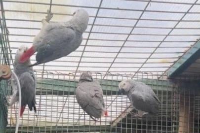 İstanbul Havalimanı'nda 20 papağan ele geçirildi