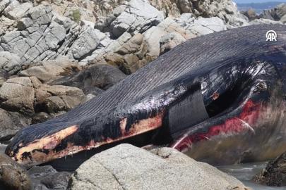 Nesli tükenme tehlikesindeydi... Dev balina ölüsü karaya vurdu