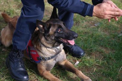 Ordu'nun kahraman patileri: 9 hassas burun suçlulara göz açtırmıyor