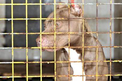 2 çocuğu yaralayan pitbullun sahibi hakkında iddianame düzenlendi