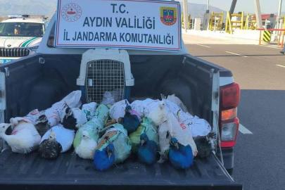 Aydın'da yolcu otobüsünde 12 tavus kuşu ele geçirildi