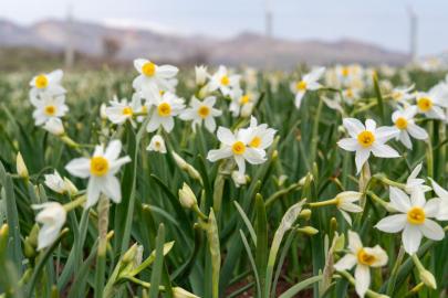 Baharın habercisi nergisler çiçek açtı