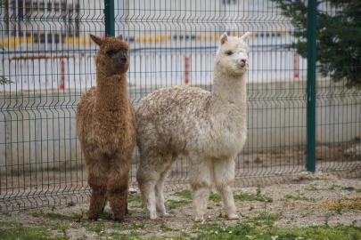 İpsala Sınır Kapısı'nda aralarında alpakaların da olduğu cins hayvanlar ele geçirildi
