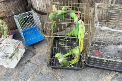 İstanbul'da petshop denetiminde 39 papağana el konuldu