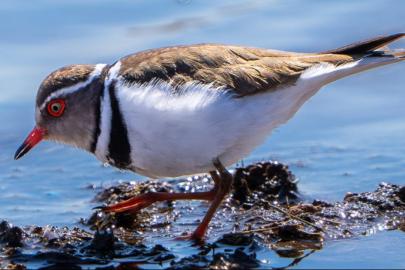 Türkiye'de ilk kez takkeli cılıbıt kuşu görüldü