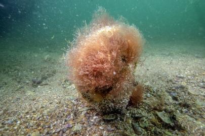 Denizlerin doğal temizleyicisi pinalar Tuzla'da bilimsel izlemede