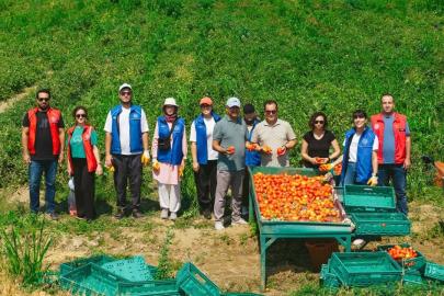 Gençlerden tarımsal üretime destek: 'Gönüllü Hasat Etkinliği' takvimi belli oldu