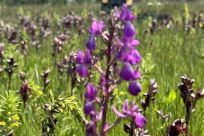 İzinsiz salep orkidesi toplayan kişiye 699 bin lira ceza