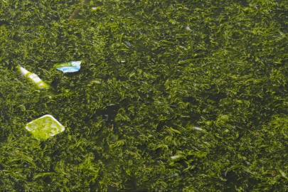 İzmir Körfezi'nde yosun tabakası oluştu