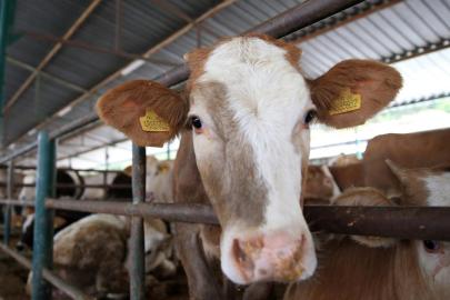 'Kurban Tebliği' Resmi Gazete'de yayımlandı