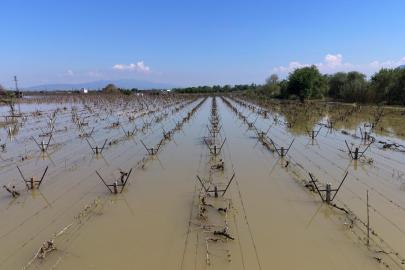 Manisa'da bağlar su altında kaldı