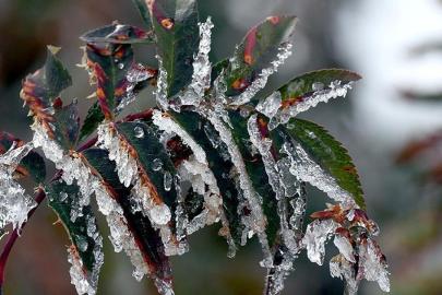 Meteoroloji'den zirai don uyarısı: Birçok bölgeyi etkileyecek