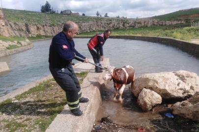 Su kanalına düşen inek için seferber oldular