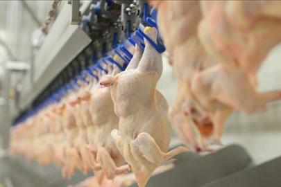 Tavuk eti üretimi şubatta yıllık bazda arttı