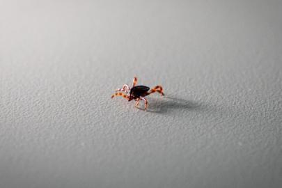 Tokat'ta 2 kişi KKKA hastalığı teşhisiyle tedavi görüyor