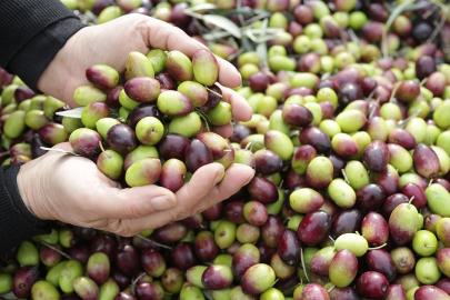 Zeytinyağı üretiminde Türkiye rüzgarı: Üretim yüzde 92 arttı