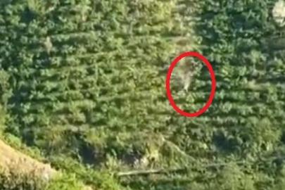 Giresun'da kamyonet dik yamaçtan yuvarlandı, o anlar kameraya yansıdı