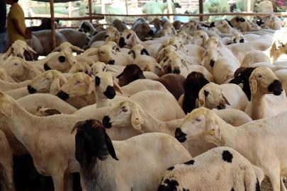 İşte kurbanlık seçimi, kesimi ve saklaması için dikkat edilmesi gerekenler
