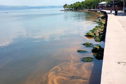 Kocaeli'de alg patlaması: Deniz turuncuya döndü