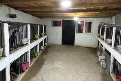 Horoz dövüşüne 508 bin liralık ceza