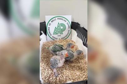 İskender papağanı yavruları koruma altına alındı