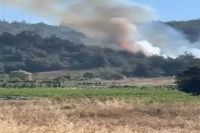 Bursa'da orman yangını. Ekipler müdahale ediyor